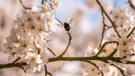 Cherry blossom in springtime in Frankfurt, Hesse, Germany, Europeの写真素材