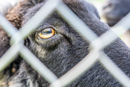 some sheep behind a fence looking at camera, frankfurtの写真素材