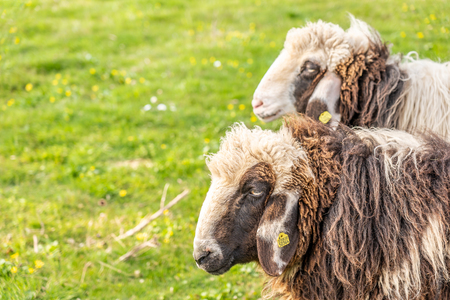 some sheep on green meadow in springtime, frankfurtの写真素材