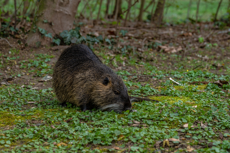 Coypu or Nutria rodent in the wild, frankfurt, germanyの写真素材
