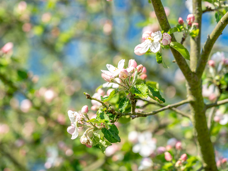 apple tree blossom with close up of flowers in frankfurt, germanyの写真素材