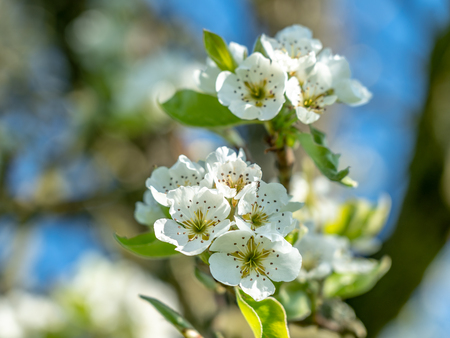 apple tree blossom with close up of flowers in frankfurt, germanyの写真素材