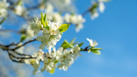 apple tree blossom with close up of flowers in frankfurt, germanyの写真素材