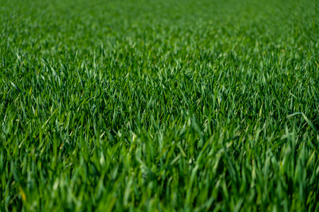 close up of green grass field in springtime, frankfurtの写真素材