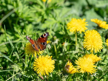 european peacock sucking nectar from dandelion flower in spring, frankfurt, germanyの写真素材