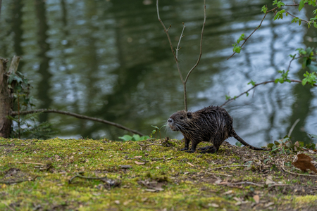 young Coypu or Nutria rodent in the wild, frankfurt, germanyの写真素材