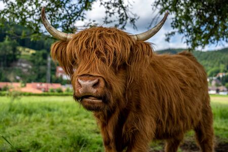 highland cow on meadow in kinzig valley, black forest, germanyの写真素材