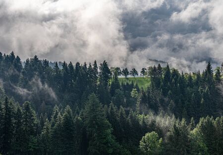 view on mystic trees in black forest, germanyの写真素材