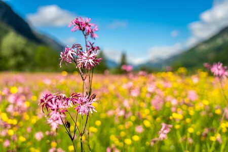 voew on wetland and mountain panorama in ettaler weidmoos, ammergauer alps, germanyの写真素材