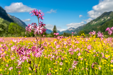 voew on wetland and mountain panorama in ettaler weidmoos, ammergauer alps, germanyの写真素材