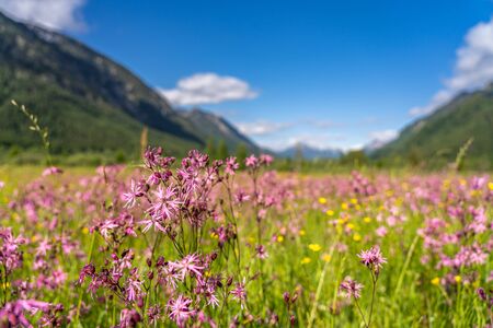 voew on wetland and mountain panorama in ettaler weidmoos, ammergauer alps, germanyの写真素材