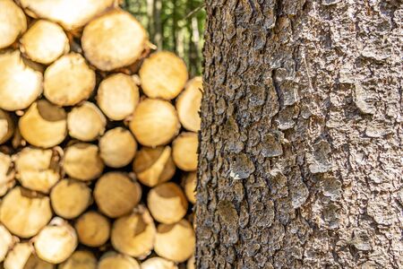 stacked wood and a tree in the foreground in taunus forest, germanyの写真素材