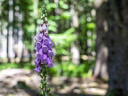 flowering foxglove in the taunus forest near Frankfurt, germanyの写真素材
