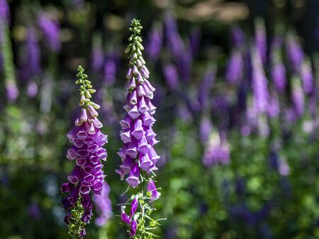flowering foxglove in the taunus forest near Frankfurt, germanyの写真素材