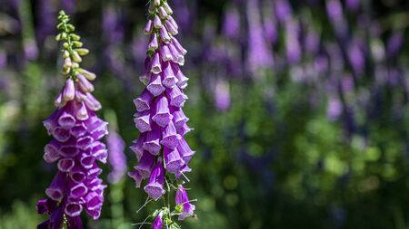 flowering foxglove in the taunus forest near Frankfurt, germanyの写真素材