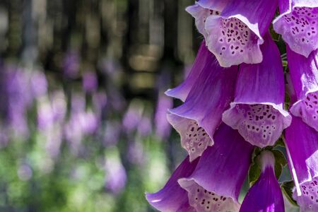 flowering foxglove in the taunus forest near Frankfurt, germanyの写真素材
