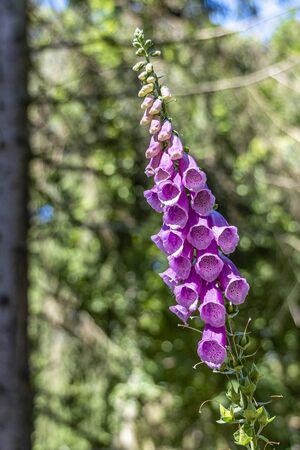 flowering foxglove in the taunus forest near Frankfurt, germanyの写真素材