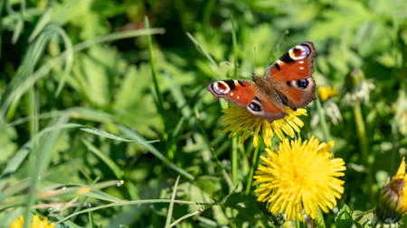 european peacock sucking nectar from dandelion flower in spring, frankfurt, germanyの写真素材
