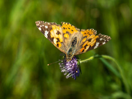close up of a butterfly on a flower in saxon switzerland, germanyの写真素材
