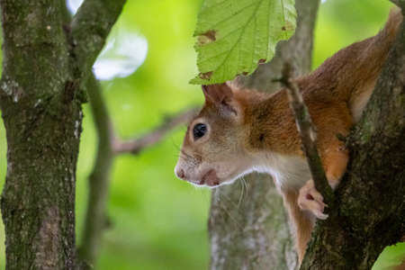 red squirrel sitting on a tree in hesse germanyの写真素材