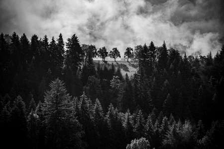 View on mystic trees in black forest, Germanyの写真素材