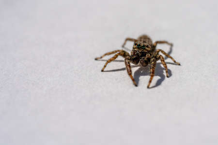 Jumping Spider (Marpissa Muscosa) on a plant leaf, hesse, germany