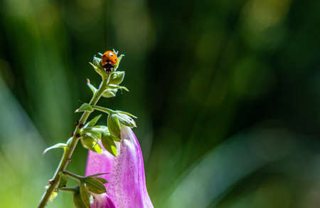 flowering foxglove in the Taunus forest near Frankfurt, Germanyの写真素材