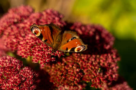 closeup of a red butterfly on red flower, rhoen, hesse, germanyの写真素材