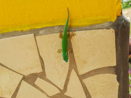 This image shows an endemic green Gecko from La Reunion islandの写真素材