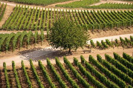 Beautiful hillside vineyards along the Rhine River near ruedesheim and the Niederwald monument in Germanyの写真素材