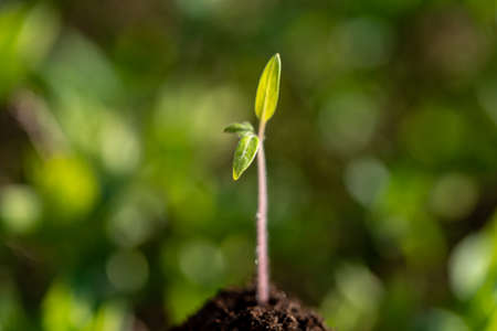 plant seedling growing symbol for the clean energy revolution of a clean worldの写真素材