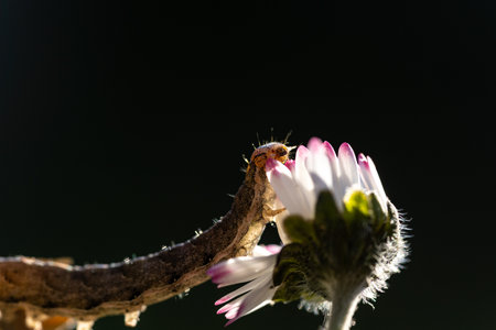 caterpillar on a daisy flower with black backgroundの写真素材