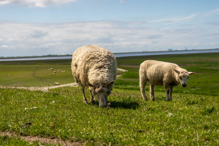 sheep resting and grazing grass on the dike at the north seaの写真素材