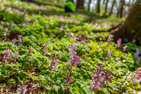 close up of corydalis flower woodland forest, frankfurt, germanyの写真素材