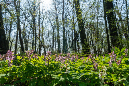 pspring panorama in a woodland forest with corydalis flowers, frankfurt, germanyの写真素材