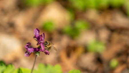 a bee on corydalis flower in forest, frankfurt, germanyの写真素材