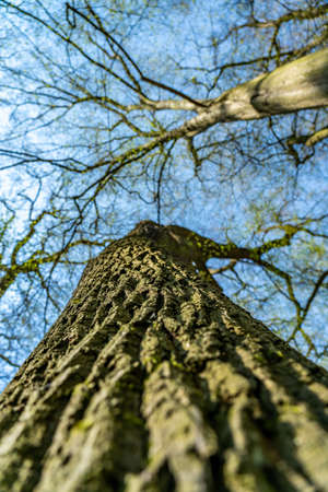 Close up of dark brown tree bark covered with green mossの写真素材