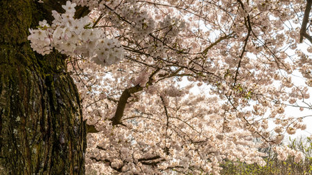 Cherry blossom in springtime in Frankfurt, Hesse, Germany, Europeの写真素材