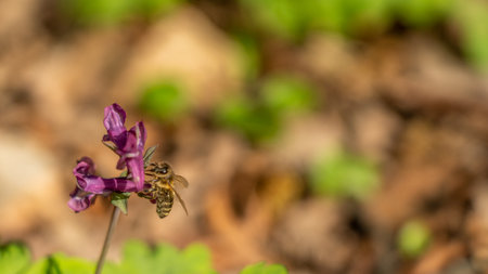 a bee on corydalis flower in forest, frankfurt, germanyの写真素材