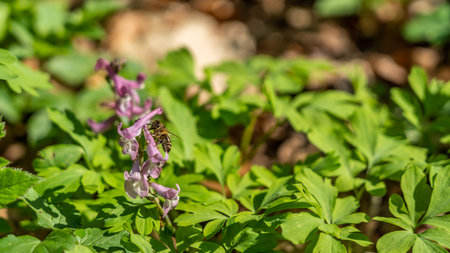 a bee on corydalis flower in forest, frankfurt, germanyの写真素材