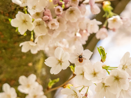 Cherry blossom with insect in springtime in Frankfurt, Hesse, Germany, Europeの写真素材
