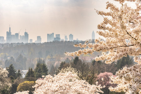 View on frankfurt skyline with a flowering Cherry tree in springtime, Frankfurt, Hesse, Germany, Europeの写真素材