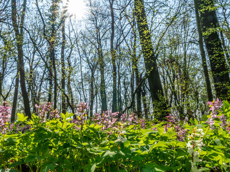 pspring panorama in a woodland forest with corydalis flowers, frankfurt, germanyの写真素材