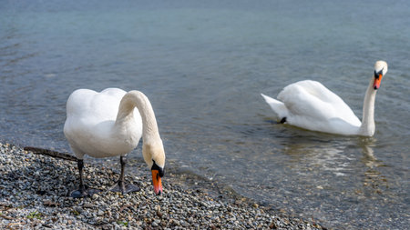White swan in water scene, frankfurt, hesse, germanyの写真素材