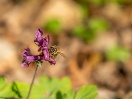 a bee on corydalis flower in forest, frankfurt, germanyの写真素材