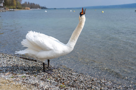 White swan in water scene, frankfurt, hesse, germanyの写真素材