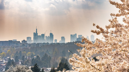 View on frankfurt skyline with a flowering Cherry tree in springtime, Frankfurt, Hesse, Germany, Europeの写真素材