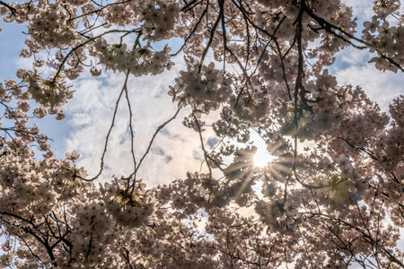 Cherry blossom in springtime in Frankfurt, Hesse, Germany, Europeの写真素材