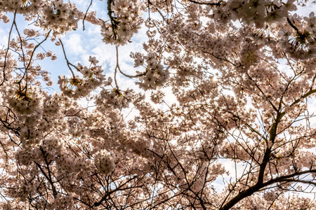Cherry blossom in springtime in Frankfurt, Hesse, Germany, Europeの写真素材