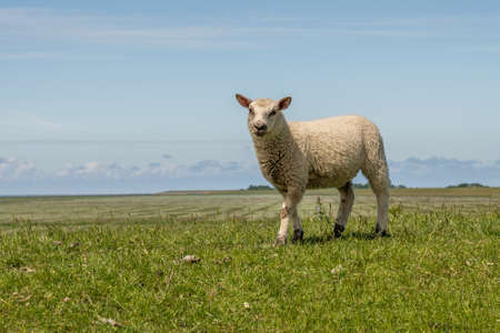 sheep resting and grazing grass on the dike at the north seaの写真素材